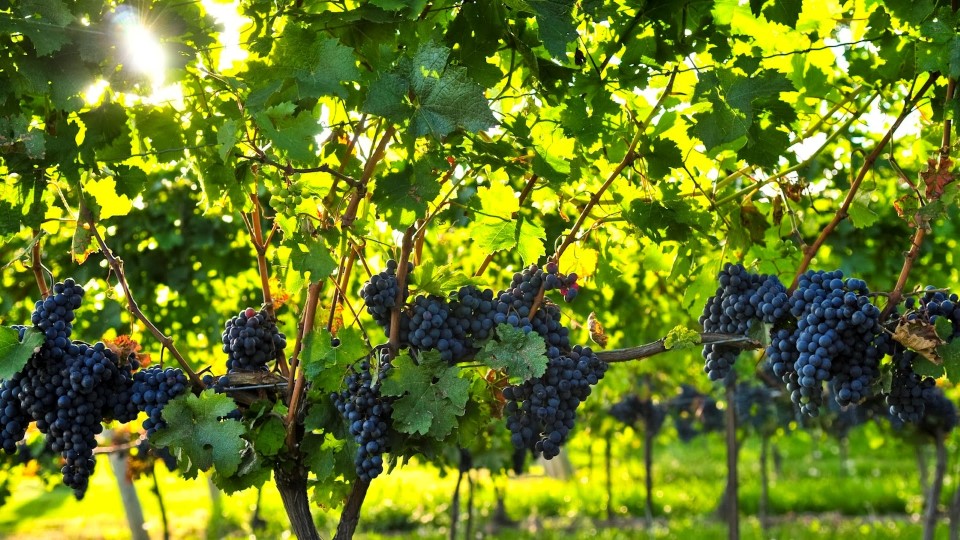 grapes-banner-Personnalisé