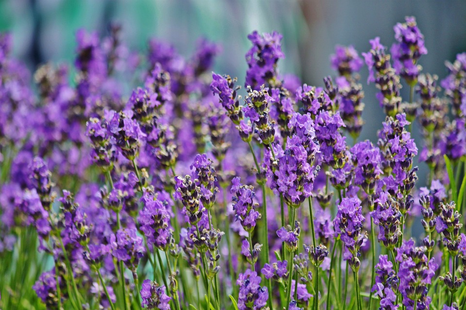 lavender-960_720